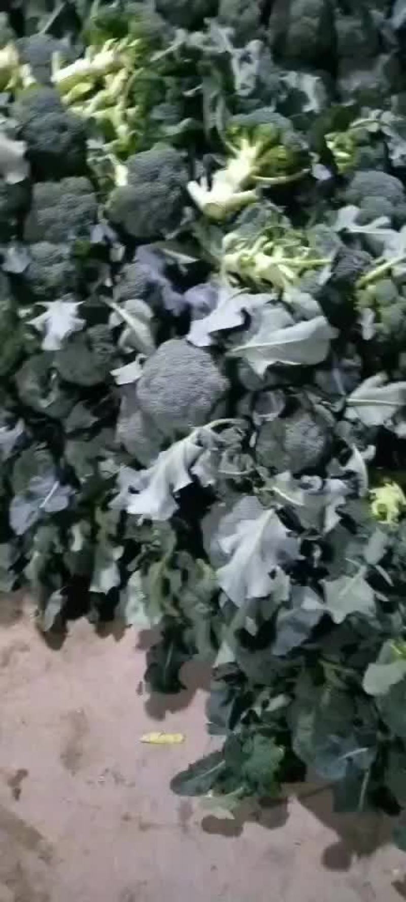 陕西三原县秋季大棚精品~西兰花