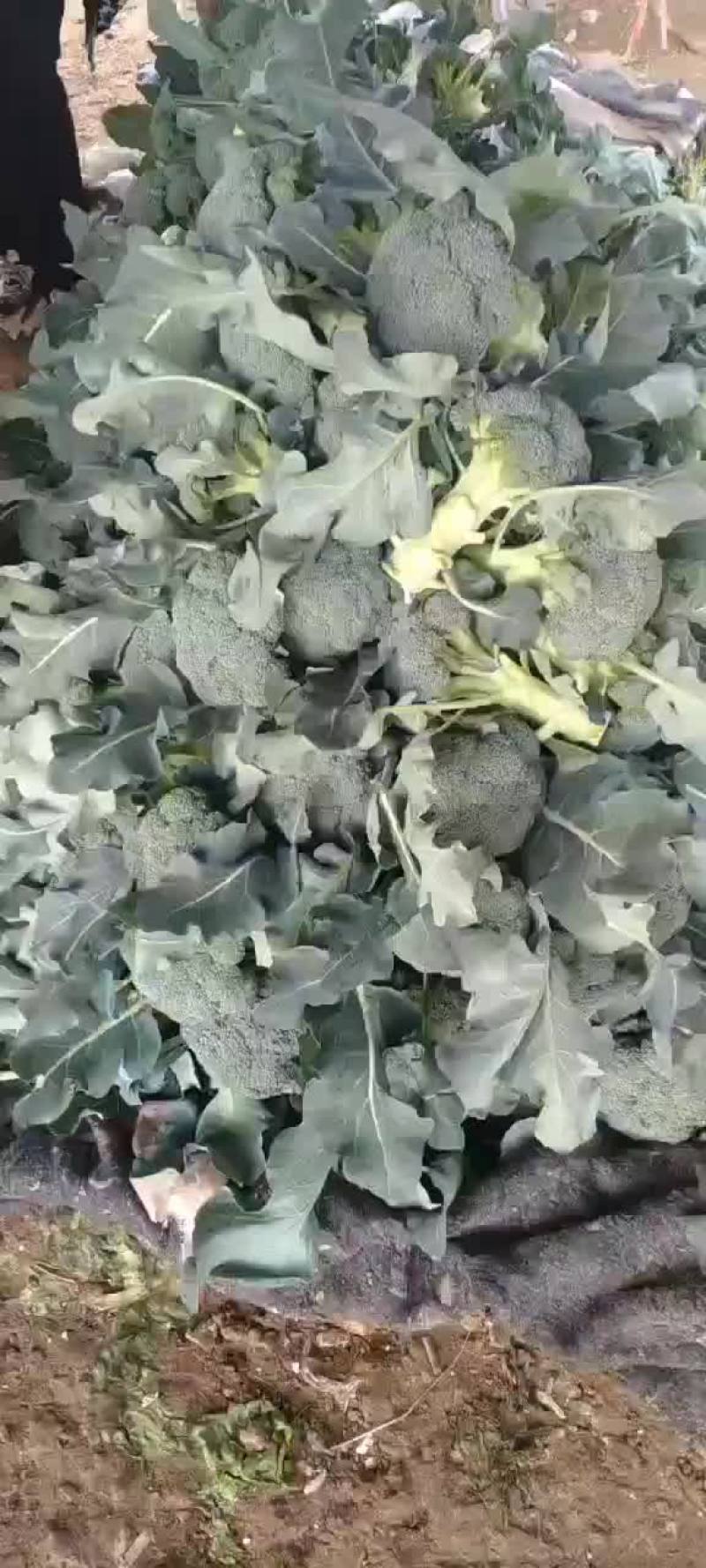 陕西三原县秋季大棚精品~西兰花