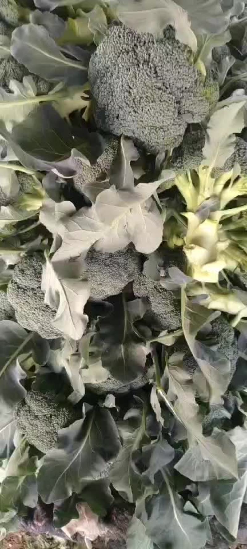 陕西三原县秋季大棚精品~西兰花