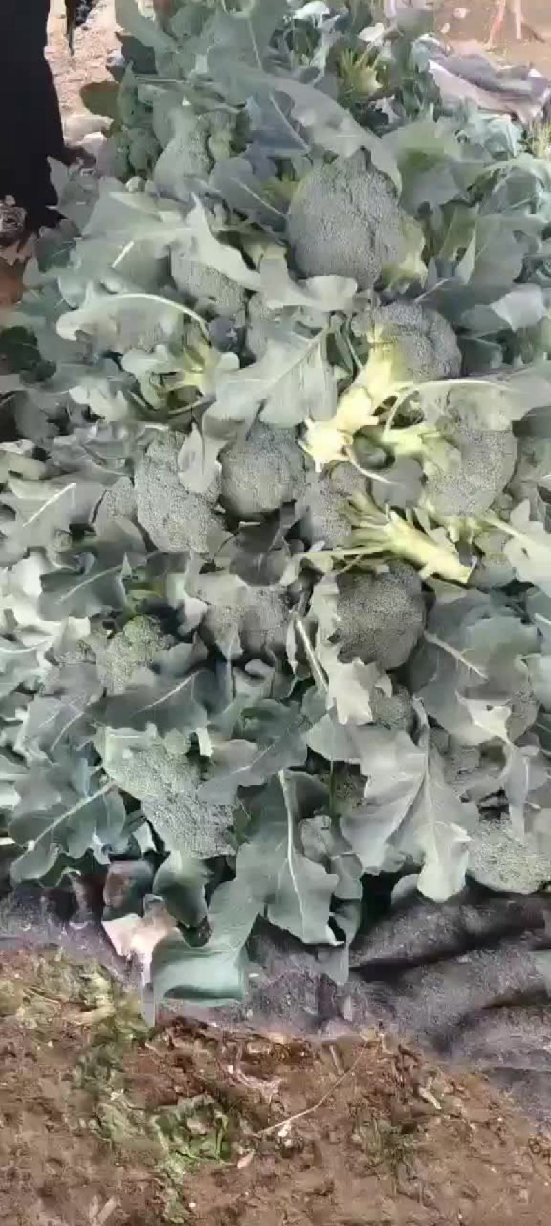 陕西三原县秋季大棚精品~西兰花