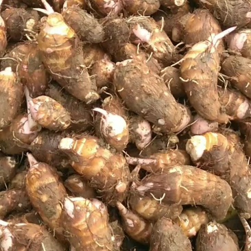 百亩红牙芋头，自家种植