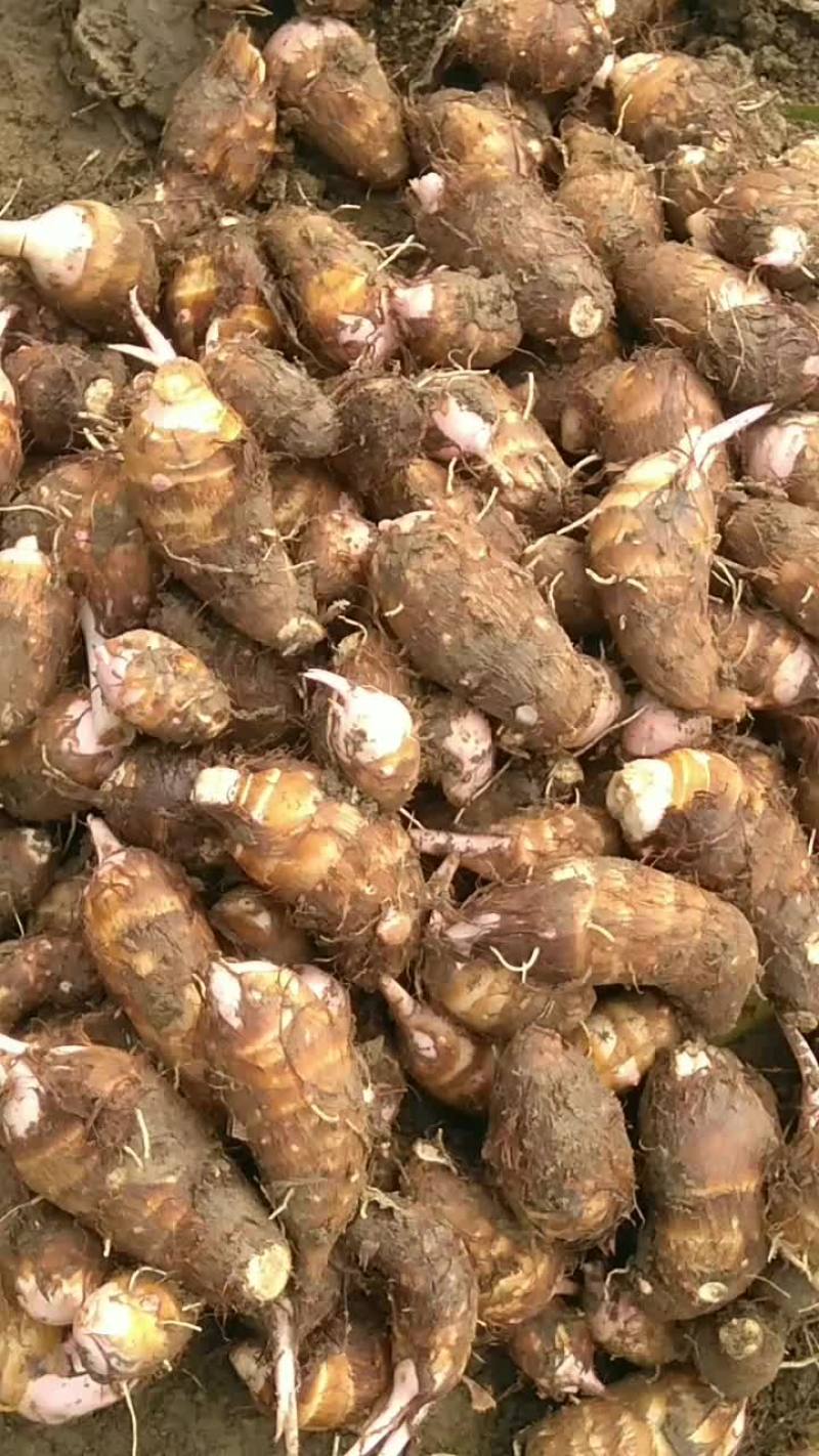 百亩红牙芋头，自家种植