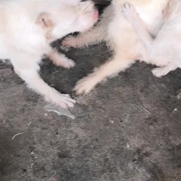 下司犬，猎性好，是猎人的好帮手。