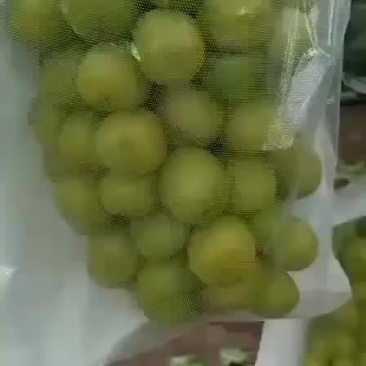 葡萄
