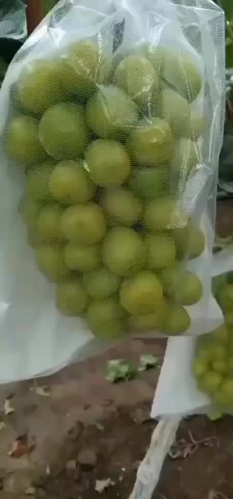 葡萄