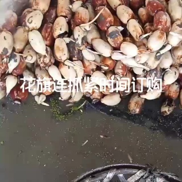 莲藕3735