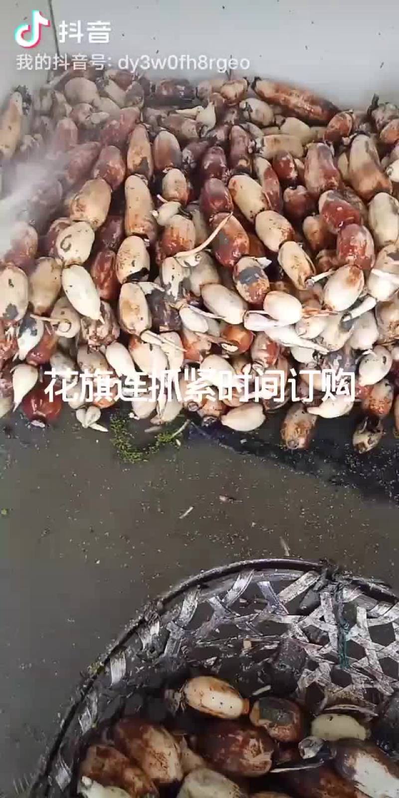 莲藕3735