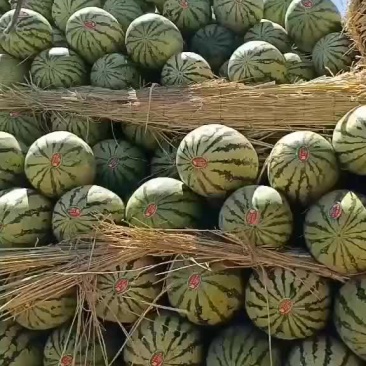 山丹双红金城、丰抗