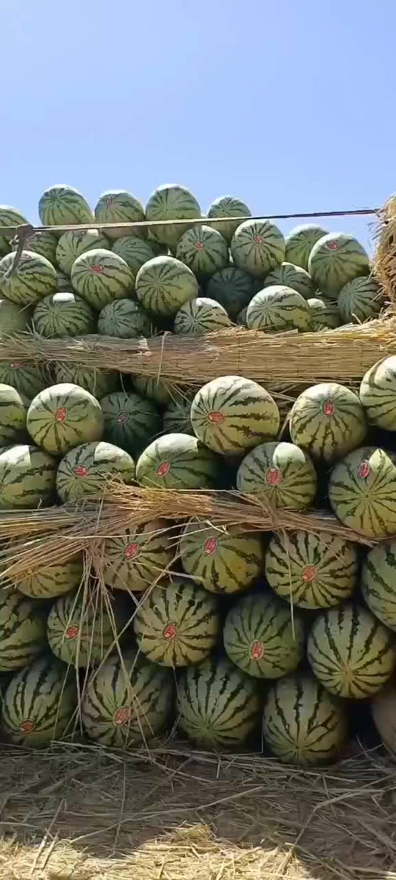 山丹双红金城、丰抗