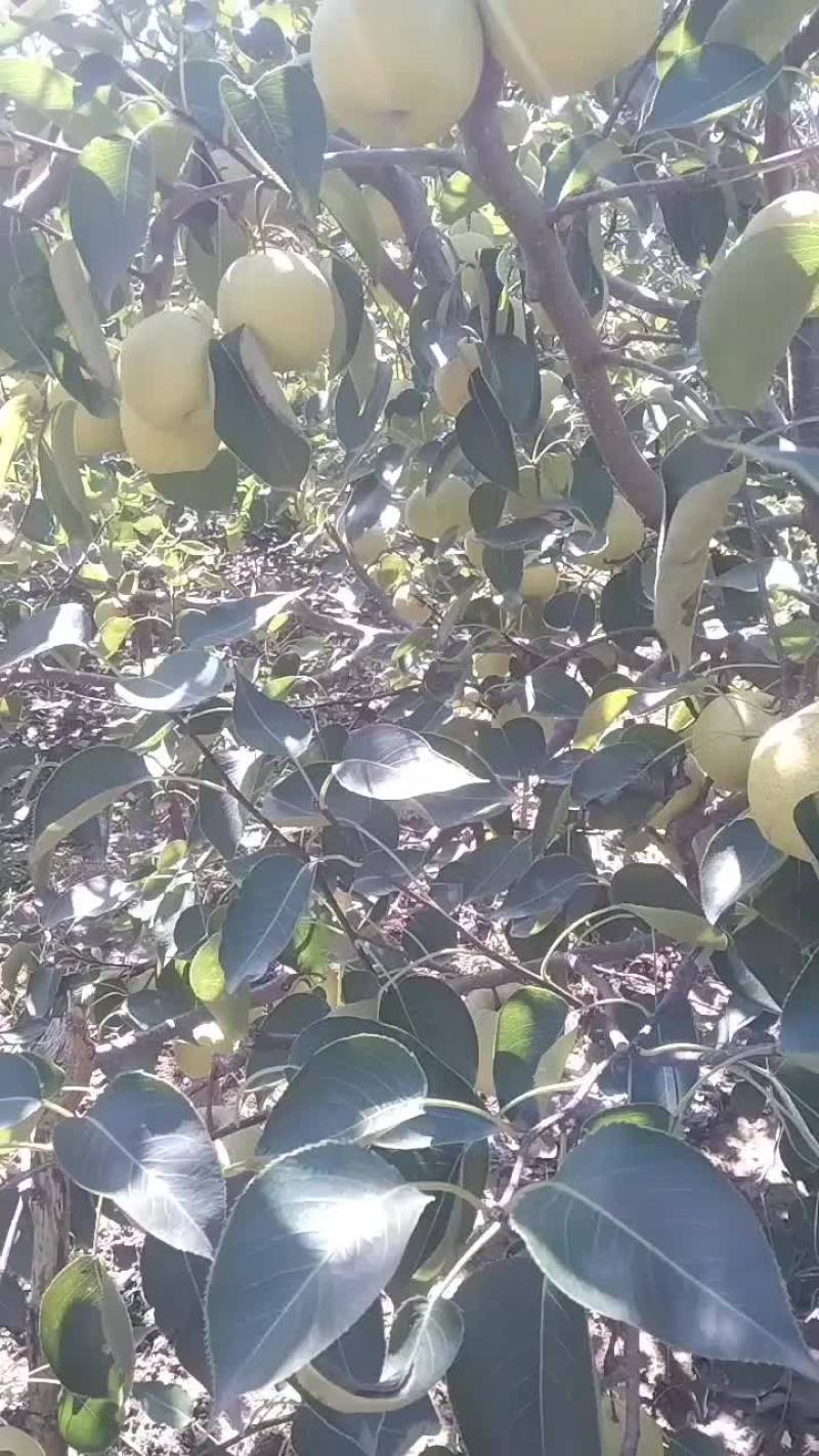 白皮酥梨