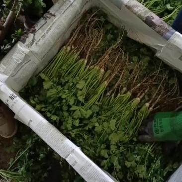 精品香菜