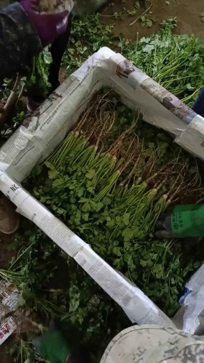 精品香菜