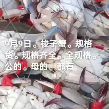 梭子蟹