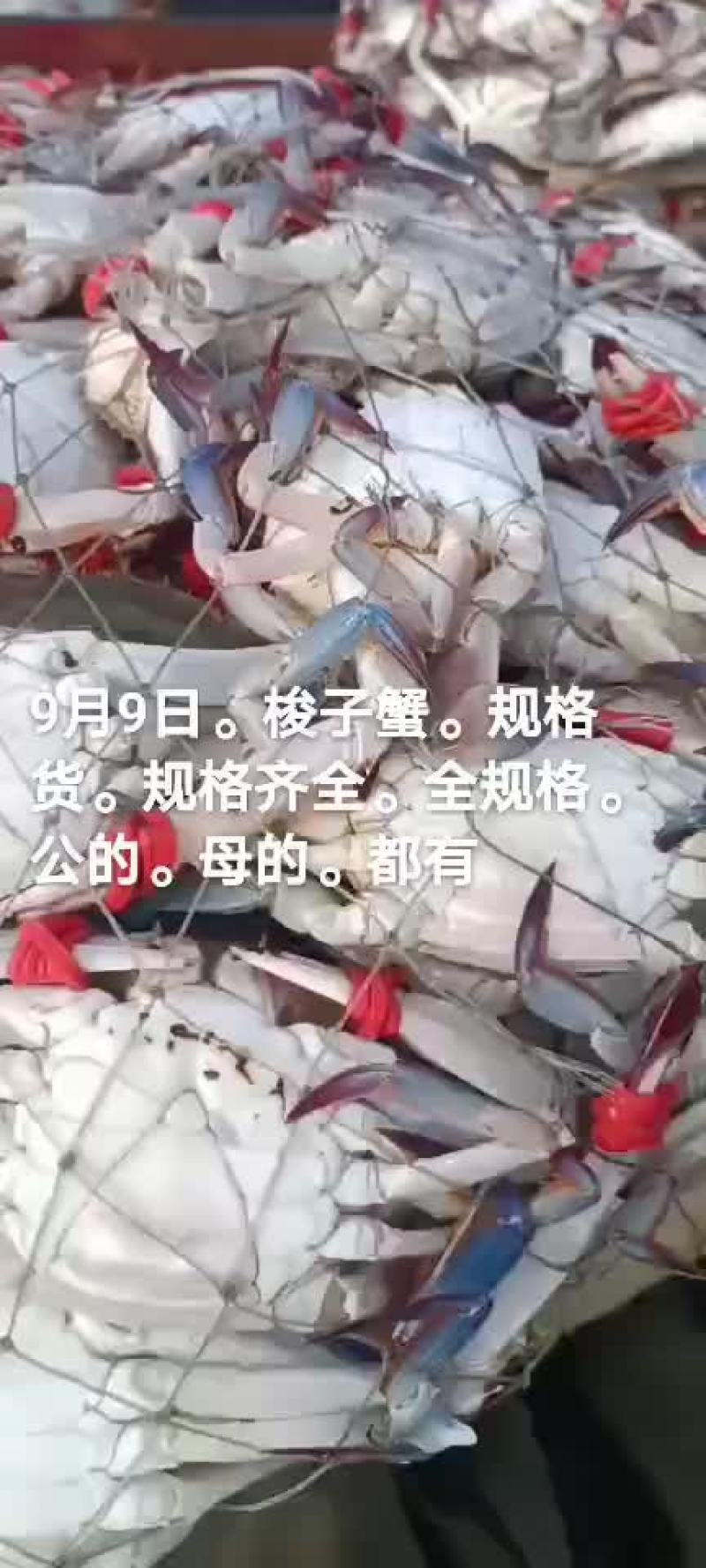 梭子蟹