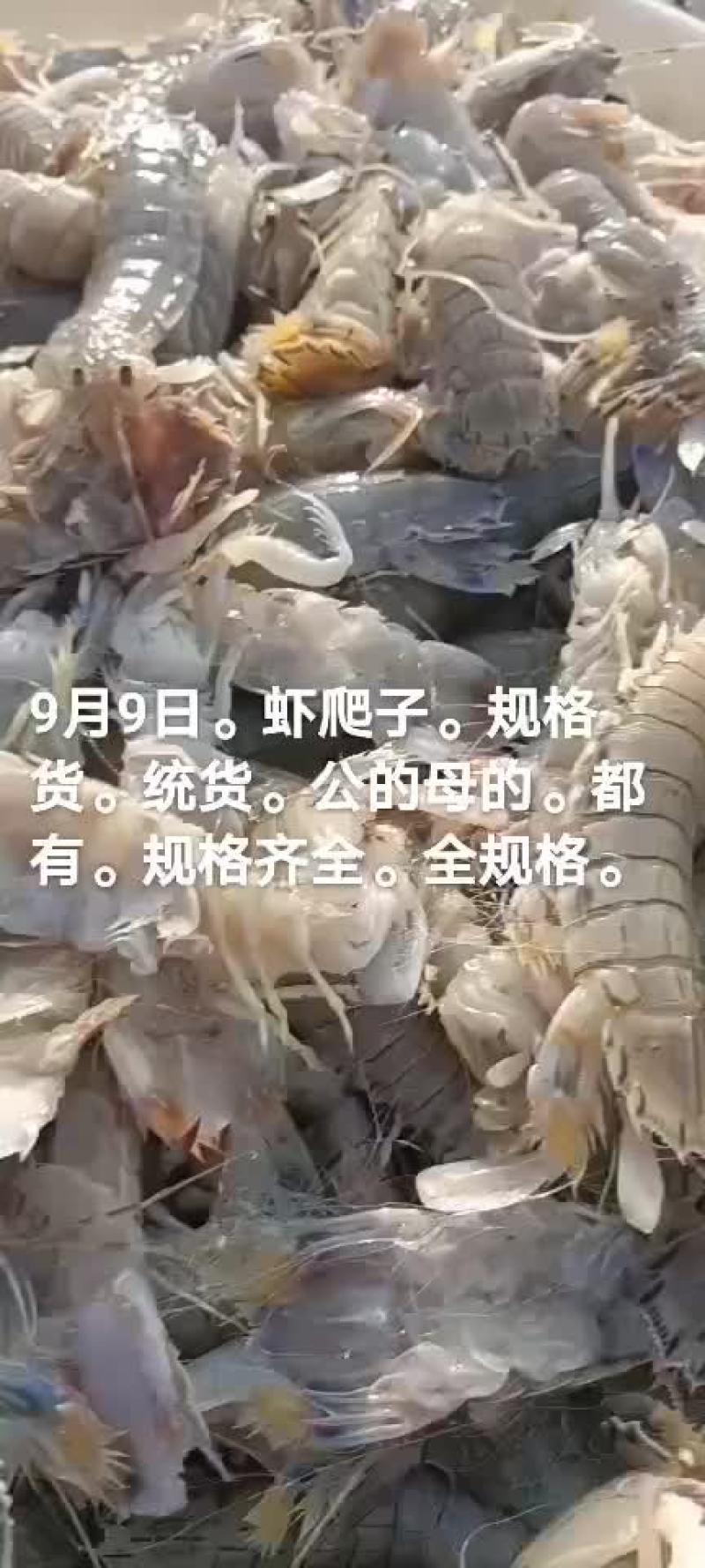 虾爬子