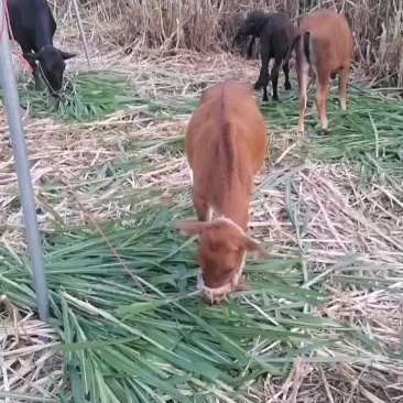 牛