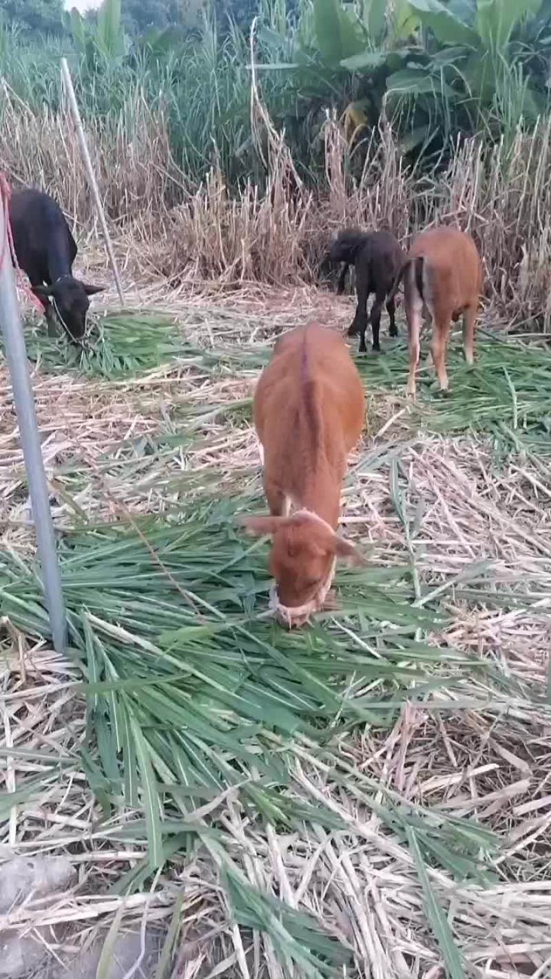 牛