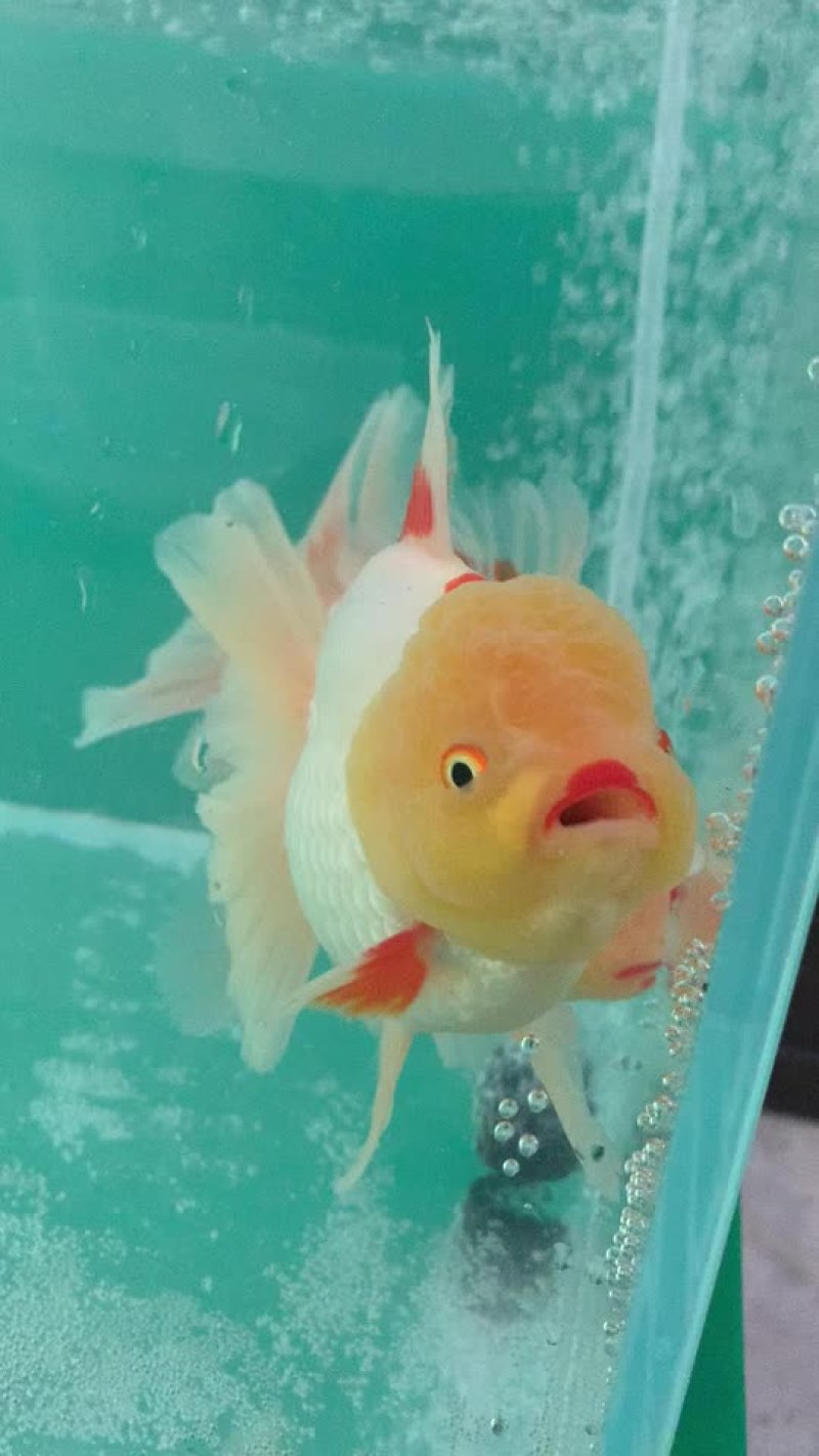 金鱼
