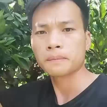 脐橙
