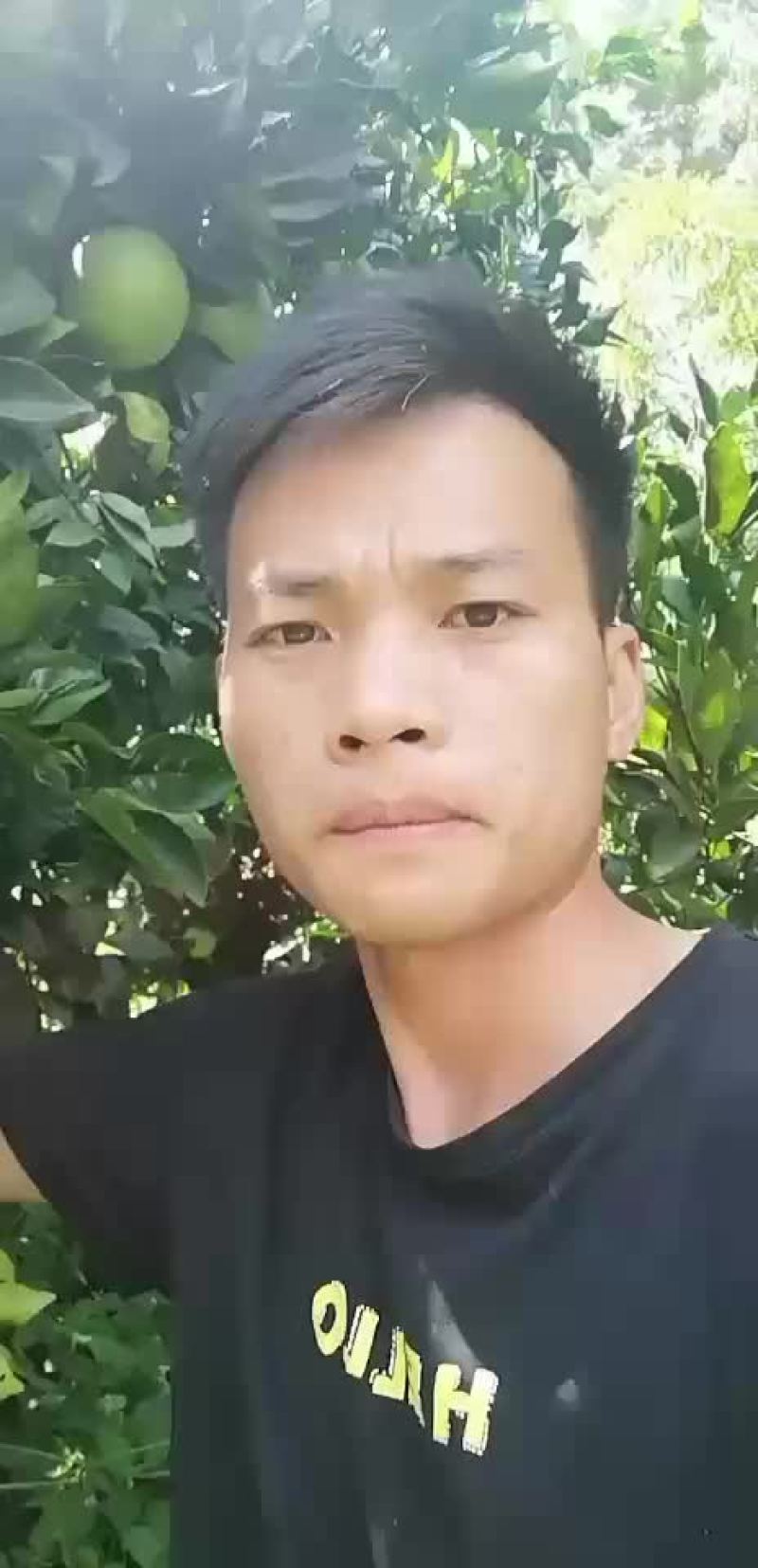 脐橙