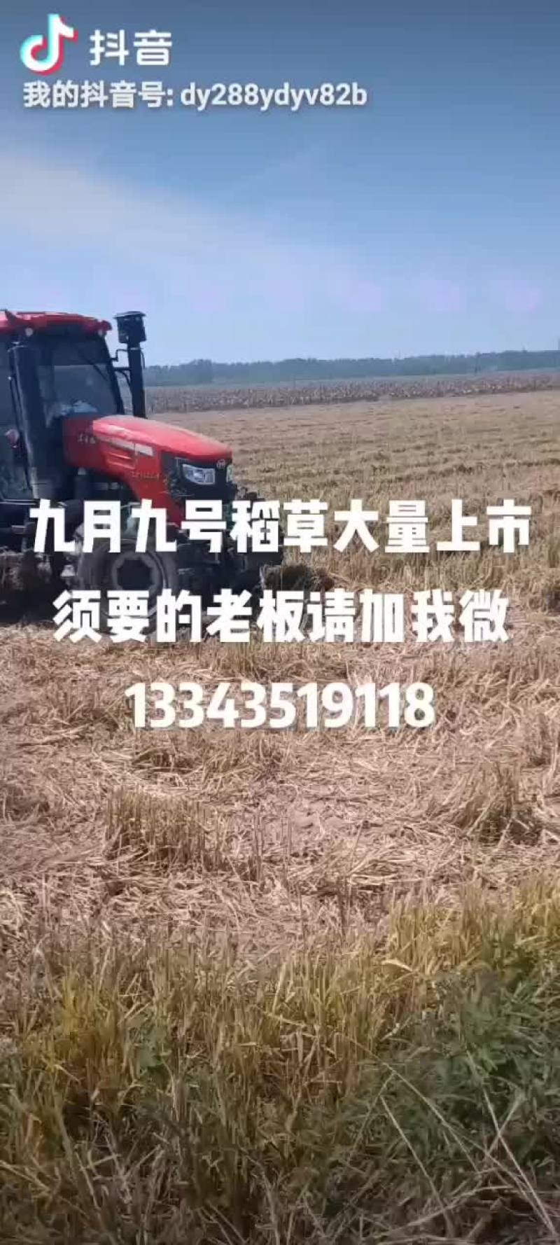 2021年9月9号，小方梱新稻草大量上市。欢迎老板们搔扰