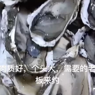 福建生蚝