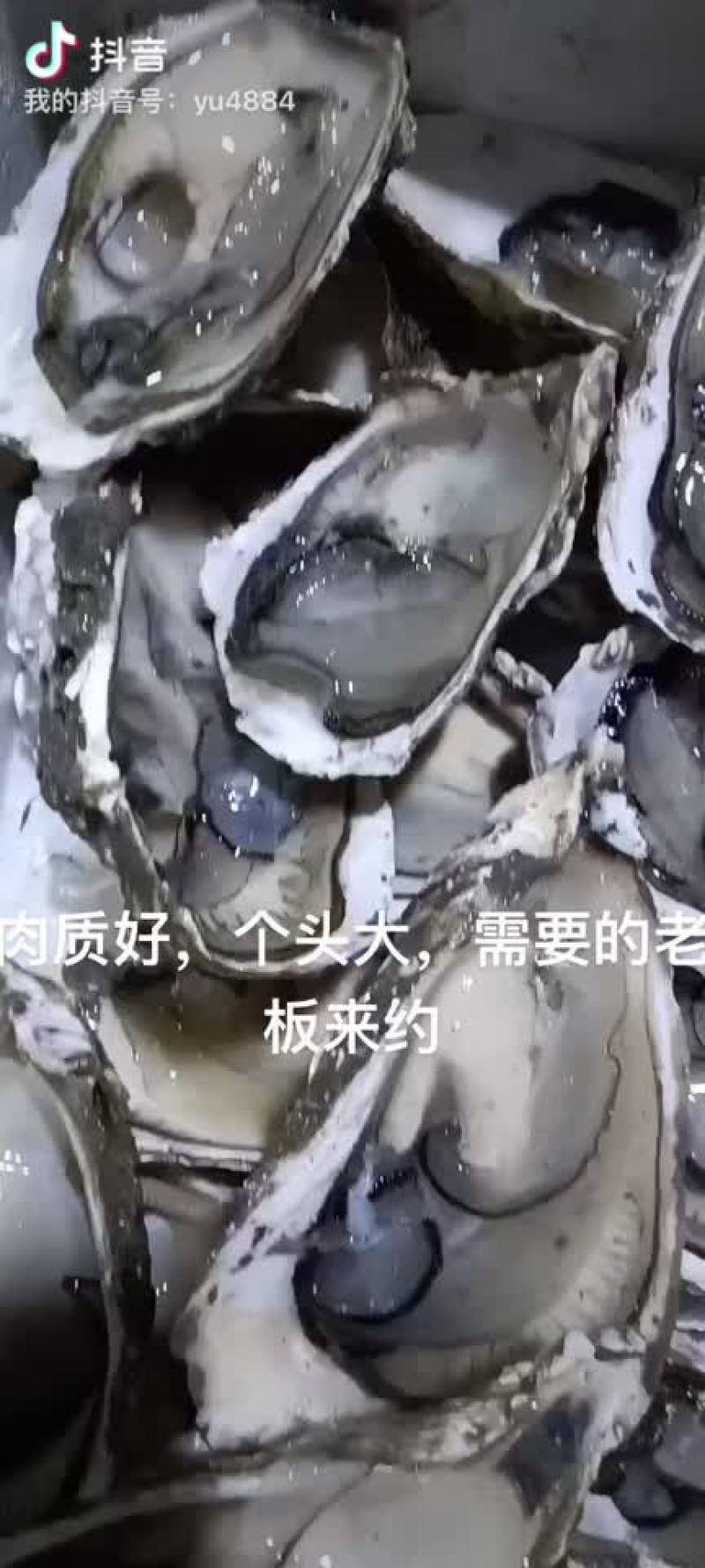 福建生蚝