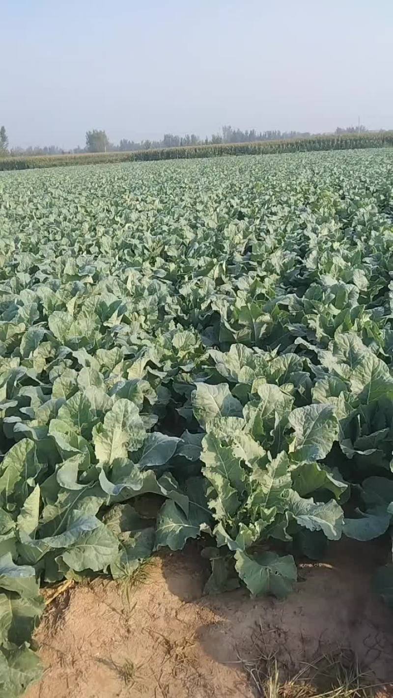菜花