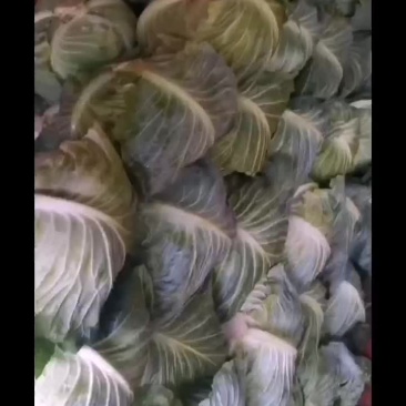 精品寒胜奥奇拉
