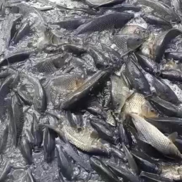需要成鱼下塘垂钓的赶紧联系我