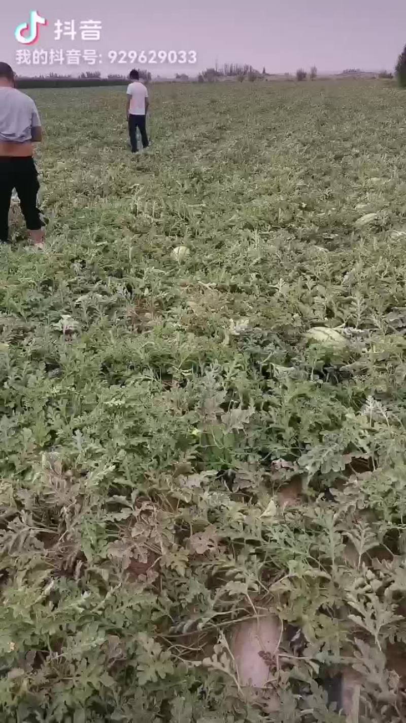 头茬金城五号
