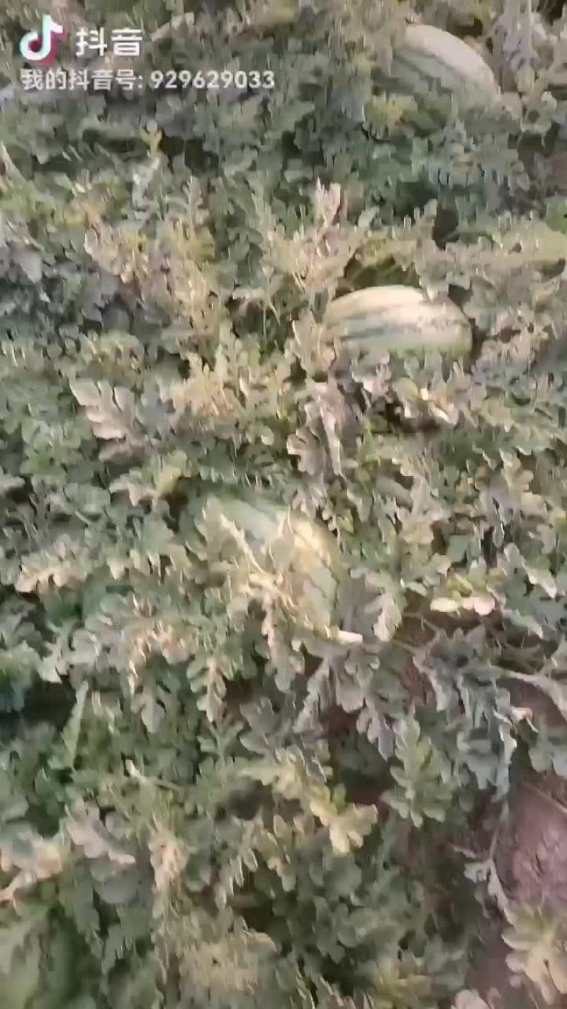 头茬金城五号