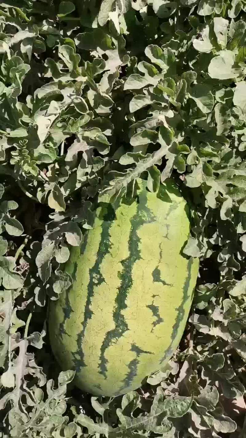 头茬金城五号