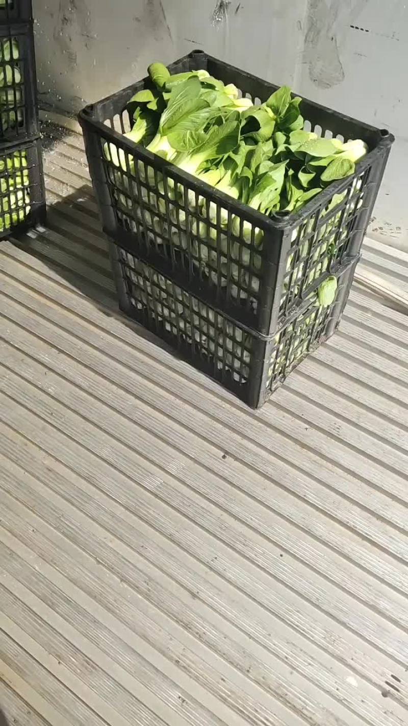 精品唐菜
