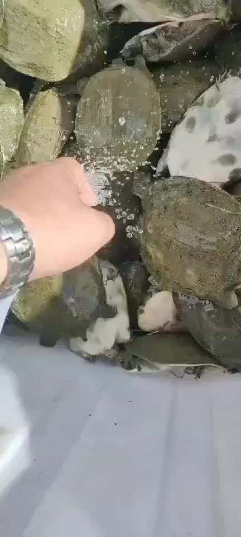 外塘甲鱼生态甲鱼黑花甲鱼