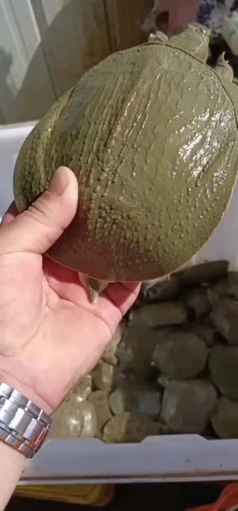 外塘甲鱼生态甲鱼黑花甲鱼