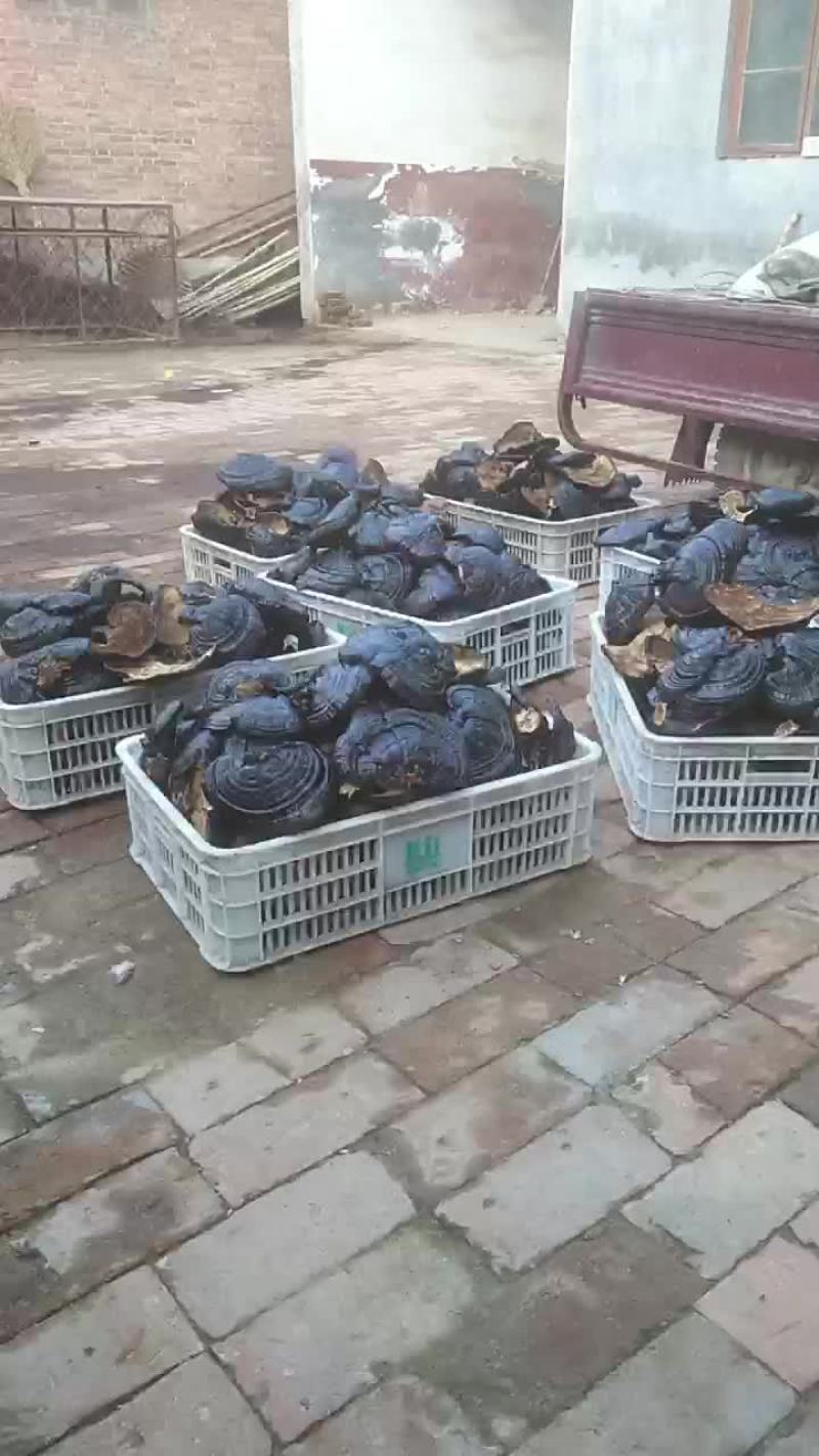 山东聊城黑灵芝产地一手货源诚信合作欢迎客户来电咨询订购