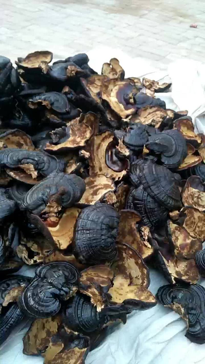 山东聊城黑灵芝产地一手货源诚信合作欢迎客户来电咨询订购