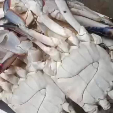 梭子蟹