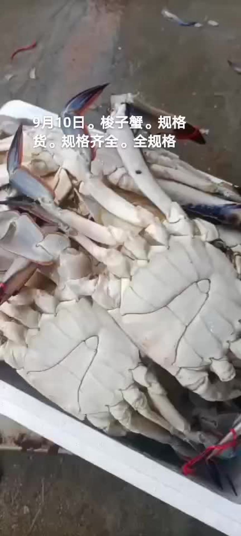 梭子蟹