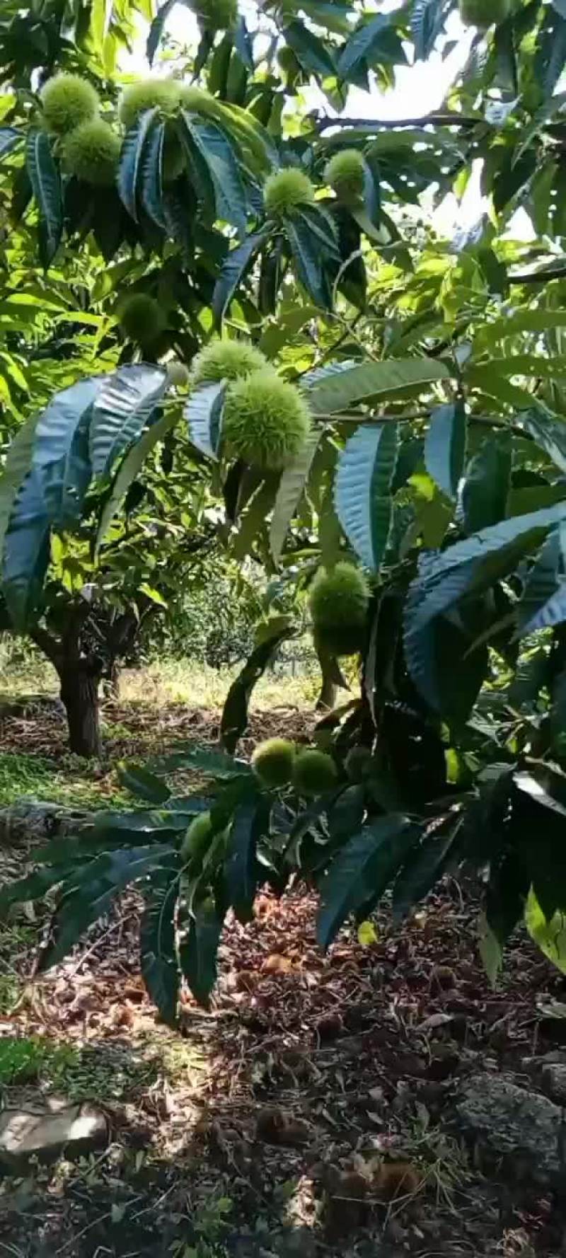 辽宁丹东板栗一手货源货源充足代发全国对接各大批发商