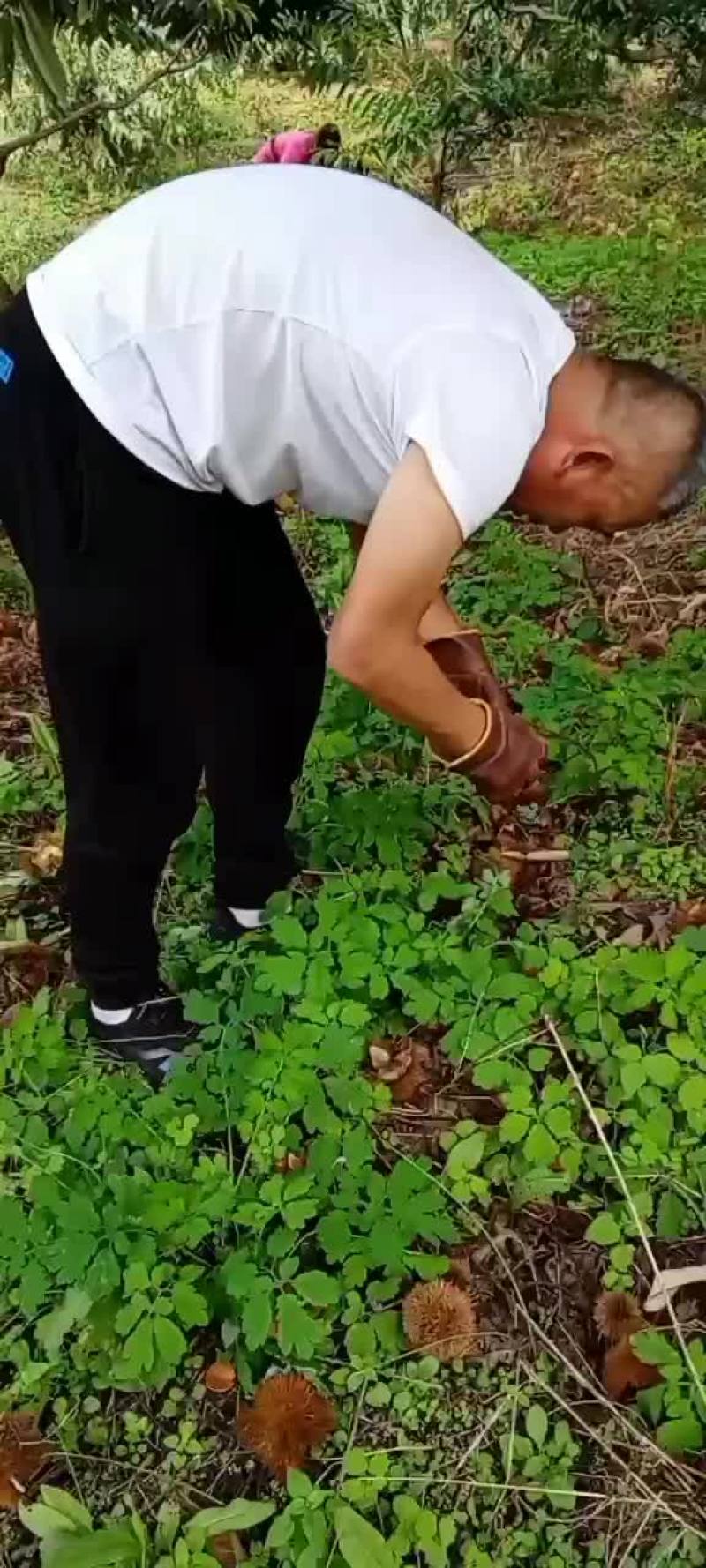 辽宁丹东板栗一手货源货源充足代发全国对接各大批发商