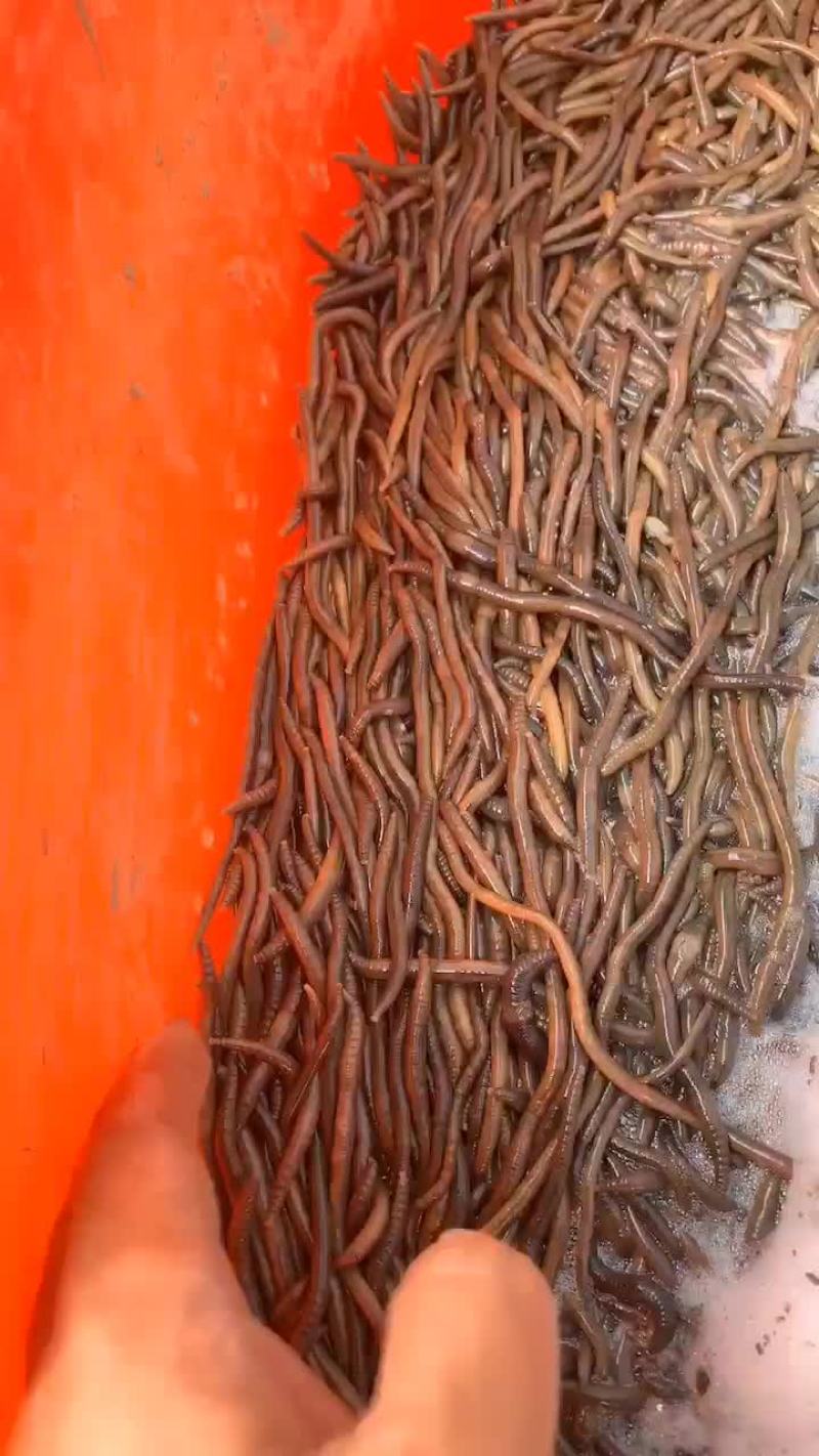 旱蚯蚓