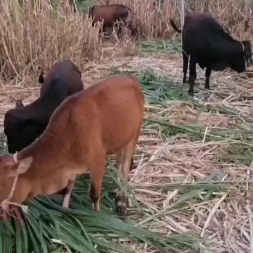 牛