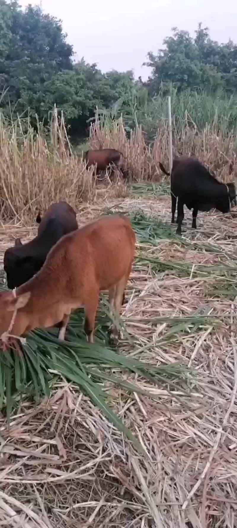 牛