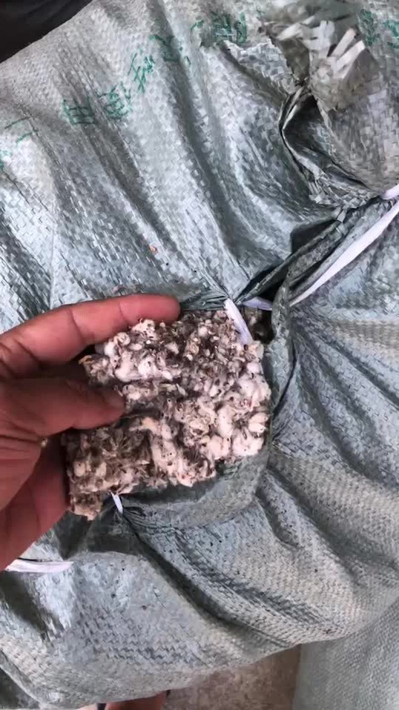棉渣，长年出售精品棉渣