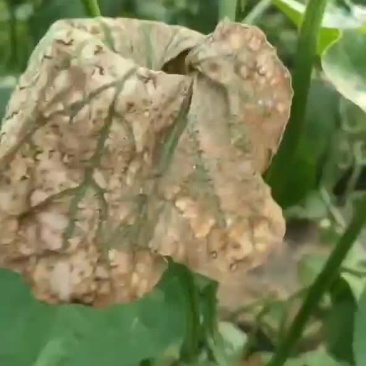 哈密瓜，西州蜜二十五号，