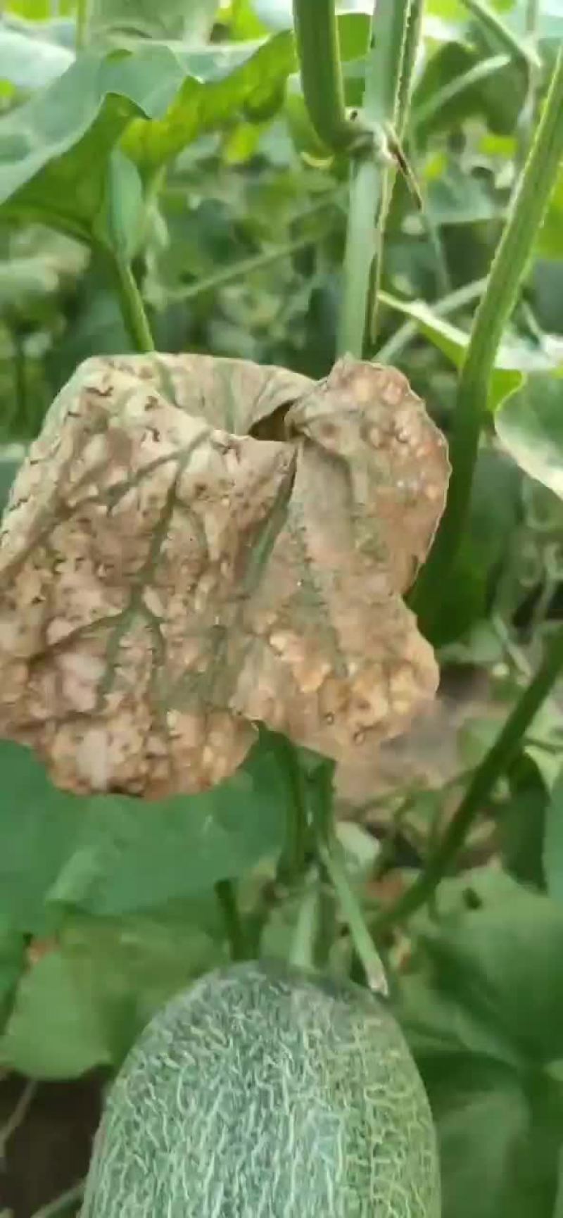 哈密瓜，西州蜜二十五号，