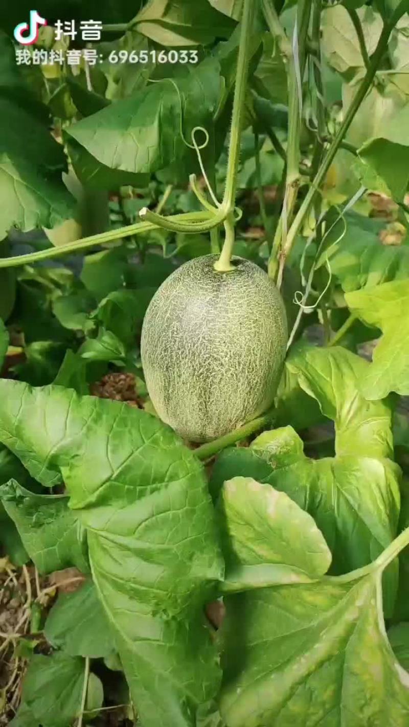 哈密瓜，西州蜜二十五号，
