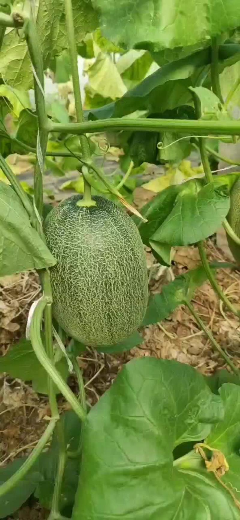 哈密瓜，西州蜜二十五号，